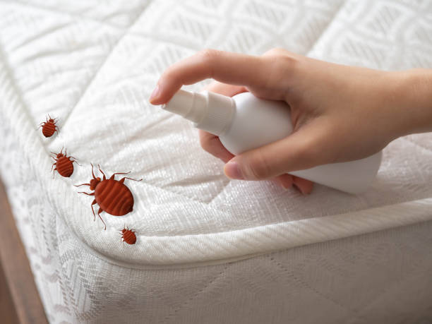 Flea Control Services in Abilene, TX