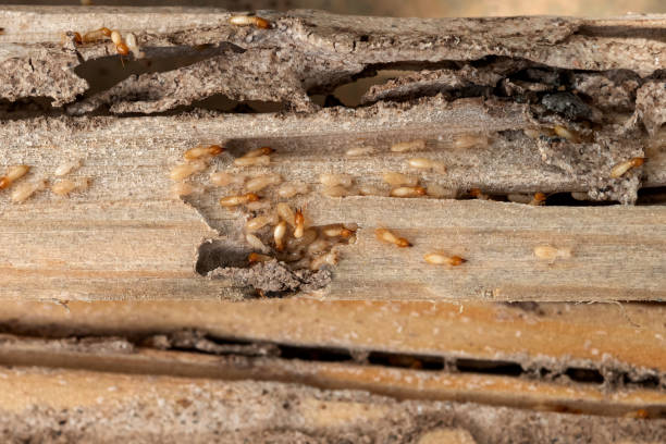 Best Termite Control Services  in Abilene, TX
